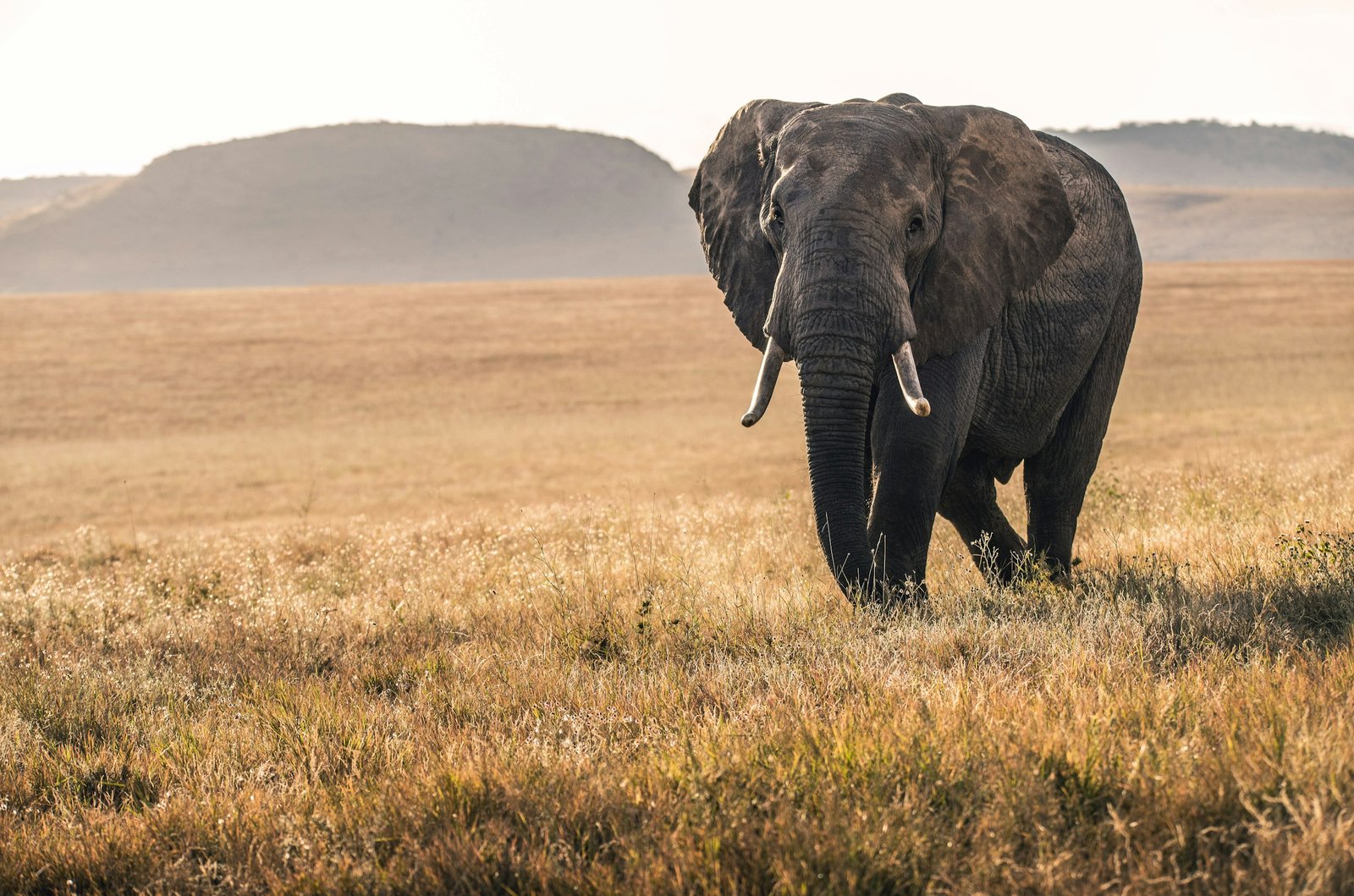 African wildlife