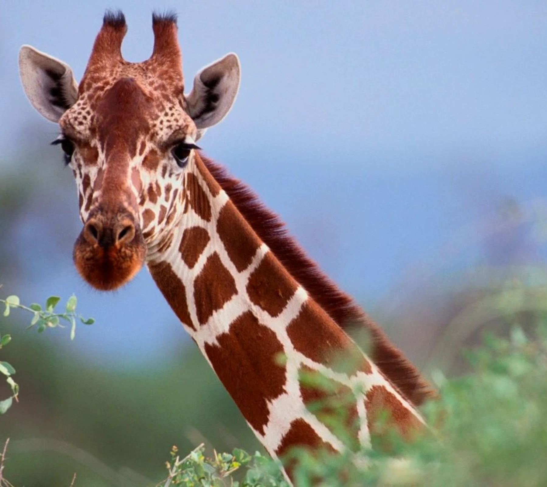 Kenya Safari
