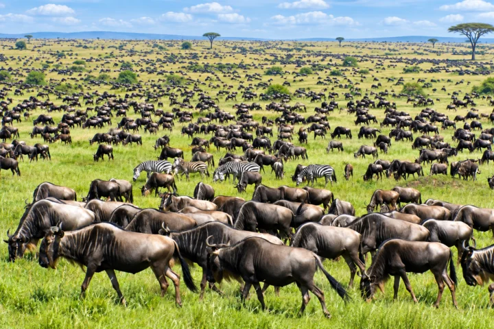 Maasai Mara Safari