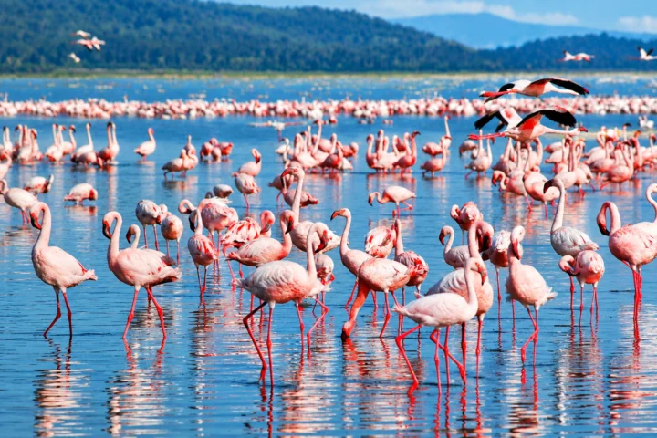 Lake Nakuru
