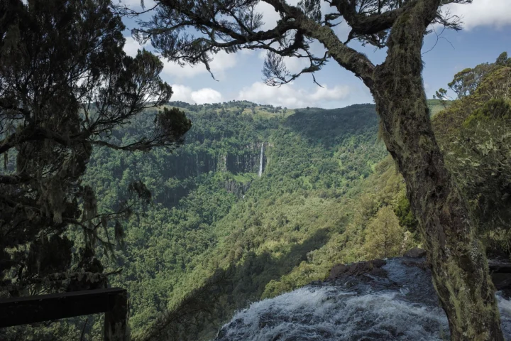 Aberdare Forest & Wildlife Escape
