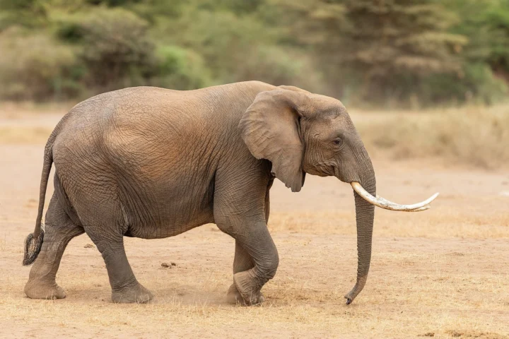 Amboseli Elephant Safari