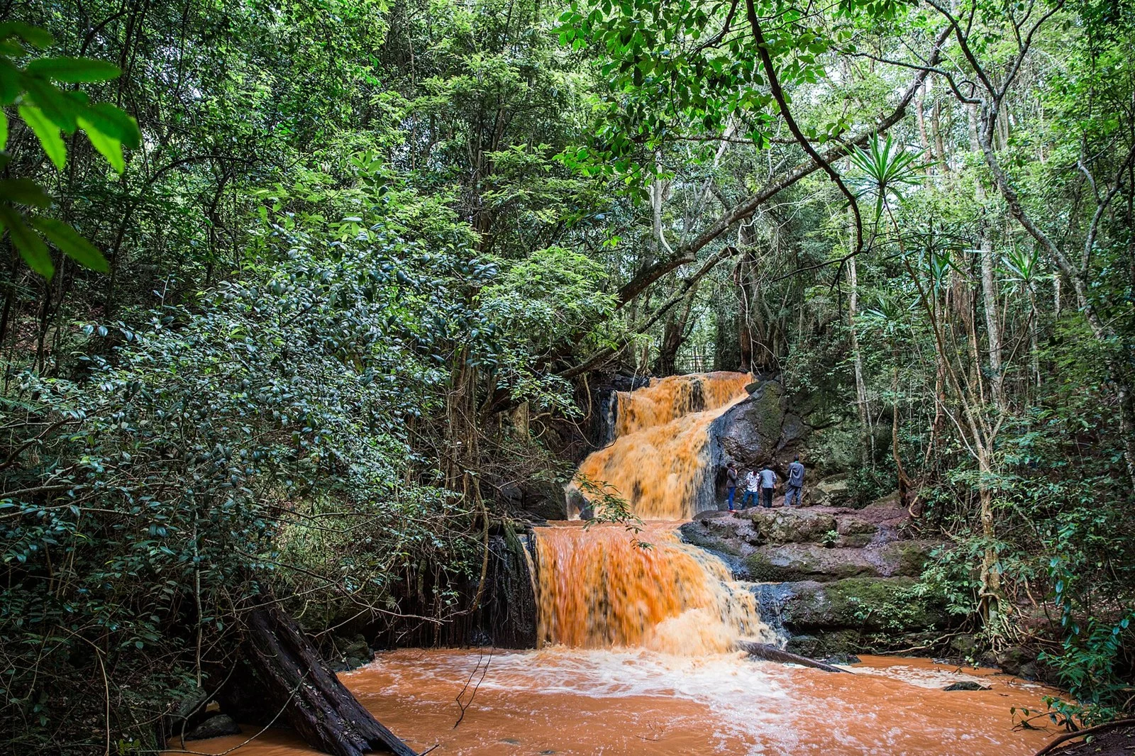 Karura Forest & Nairobi Green Spaces