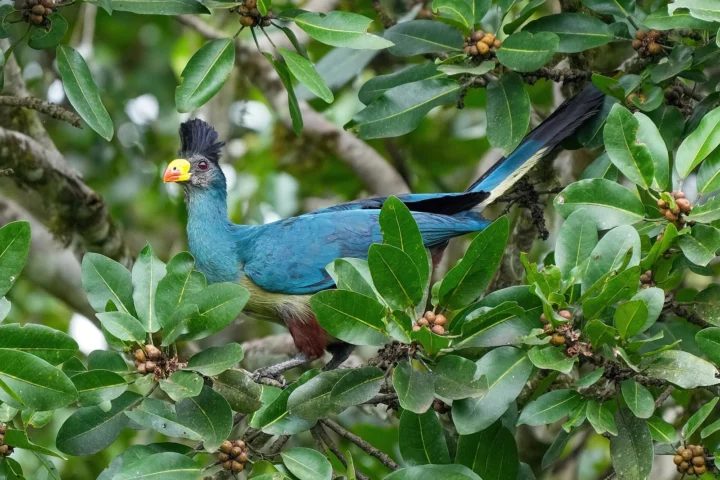 Kibale Forest & Bigodi