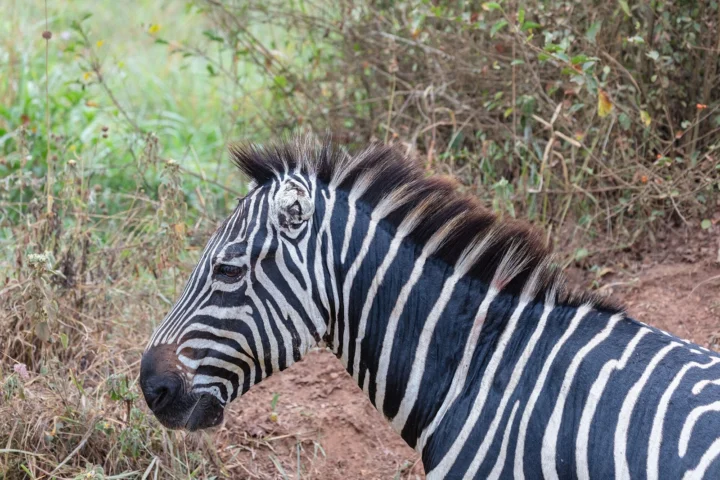 Lake Mburo Wildlife Escape