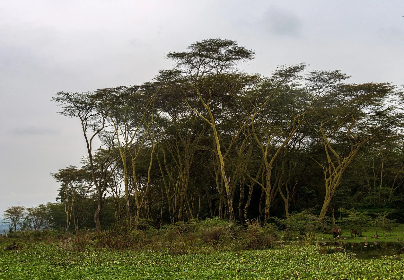 Lake Naivasha & Hell’s Gate