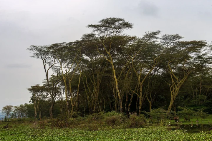 Lake Naivasha & Hell’s Gate