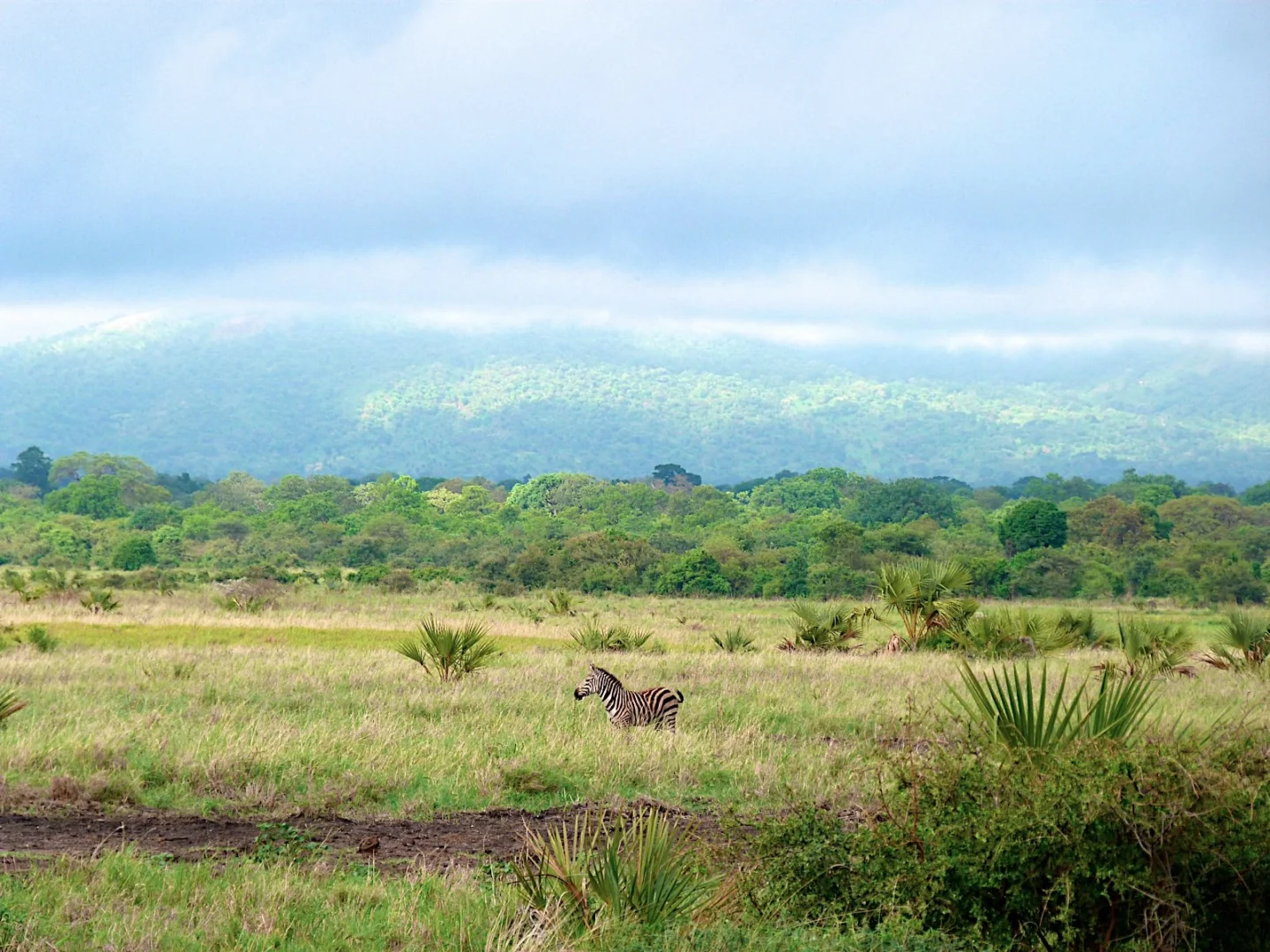 Meru National Park Safari