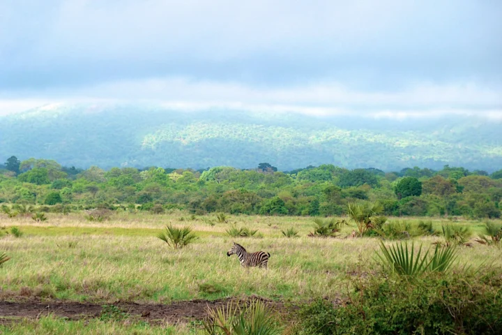 Meru National Park Safari