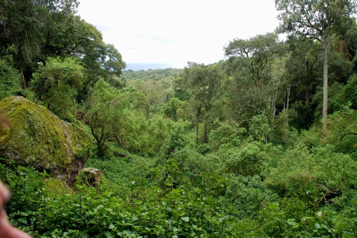 Mount Elgon Forest Adventure