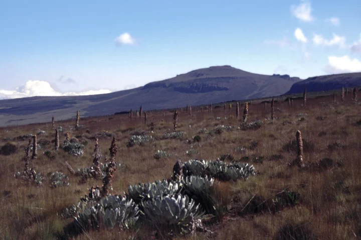 Mount Kenya Foothills & Nanyuki