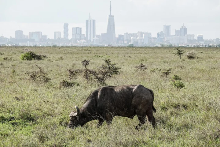 Nairobi National Park Day Safari