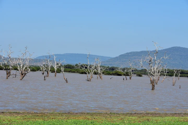 Nyerere National Park Safari
