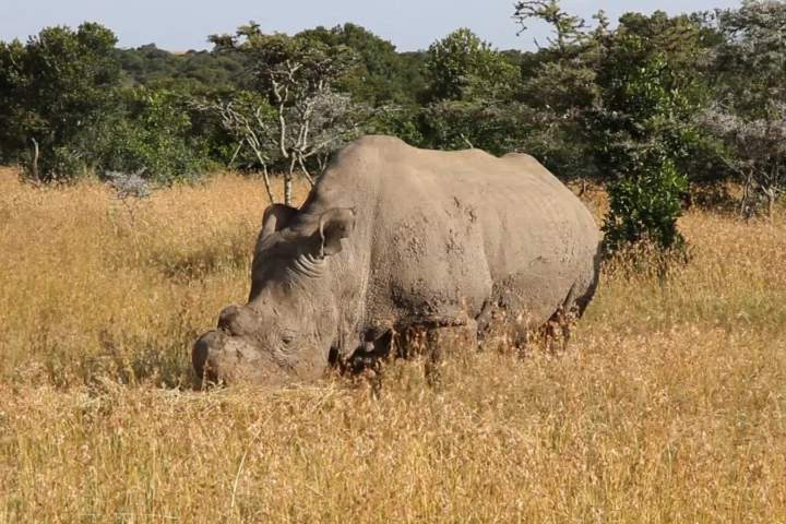 Ol Pejeta Conservancy Escape