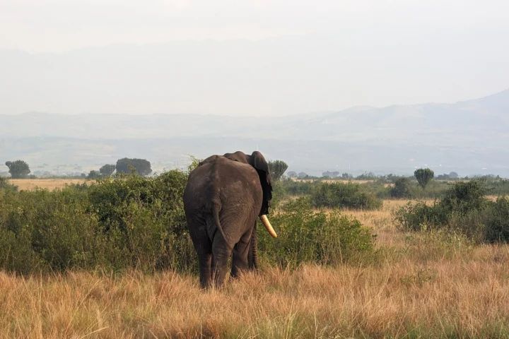 Queen Elizabeth National Park Safari