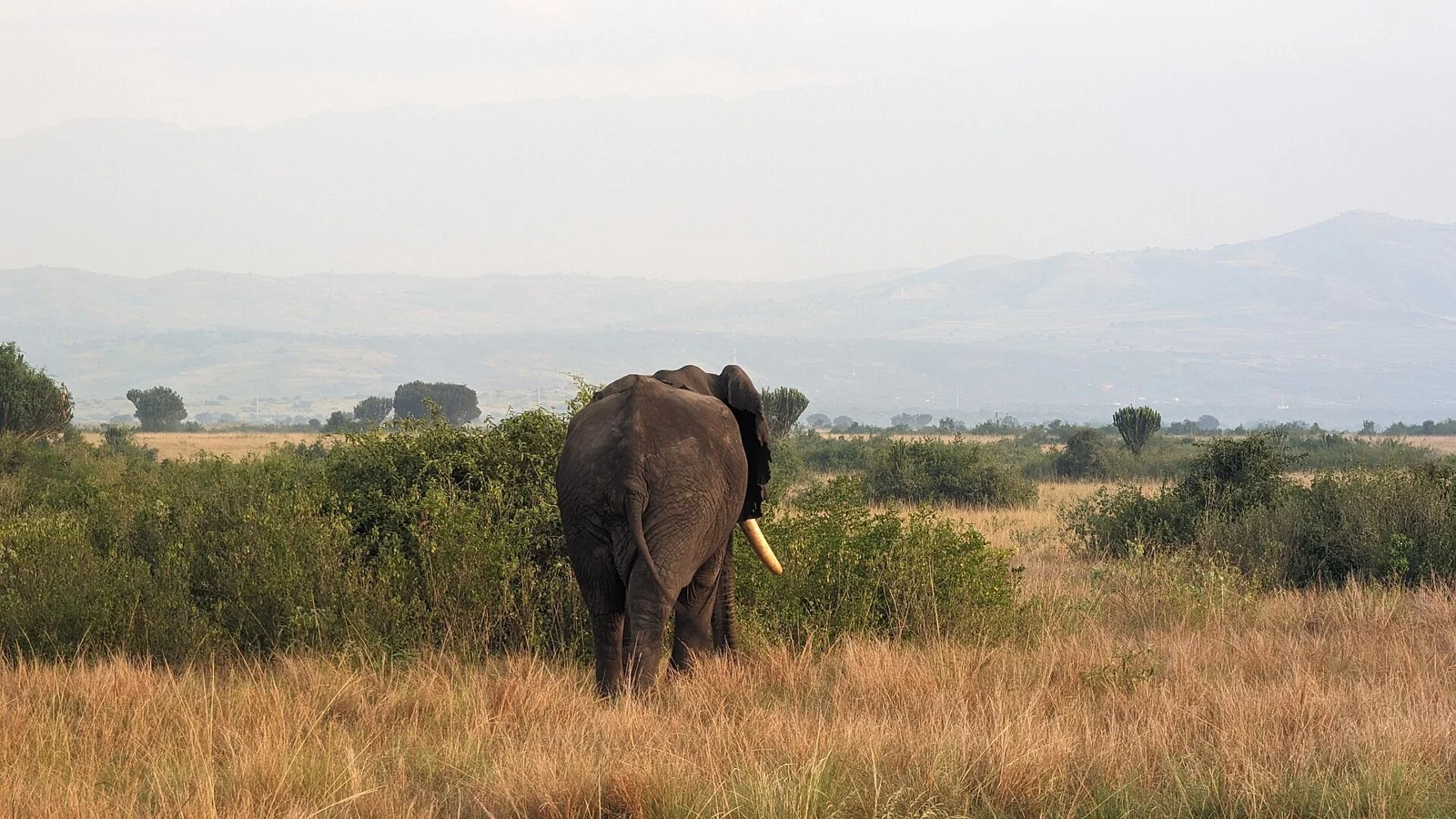 Queen Elizabeth National Park Safari