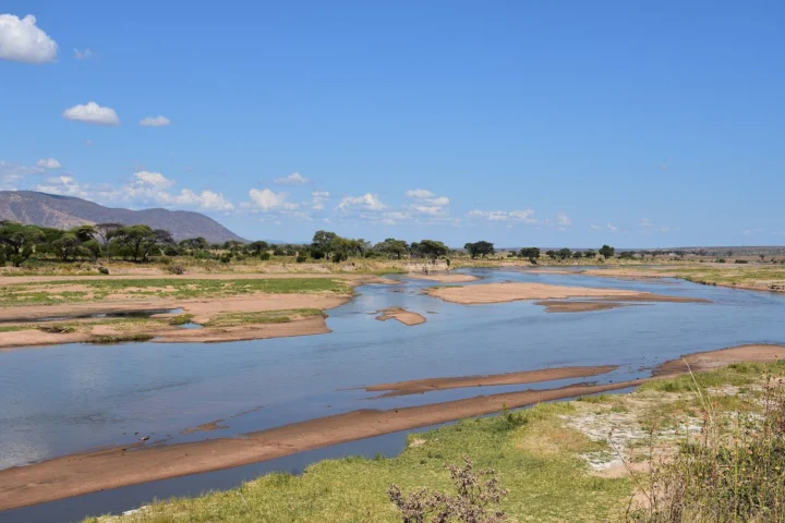 Ruaha Wildlife Journey