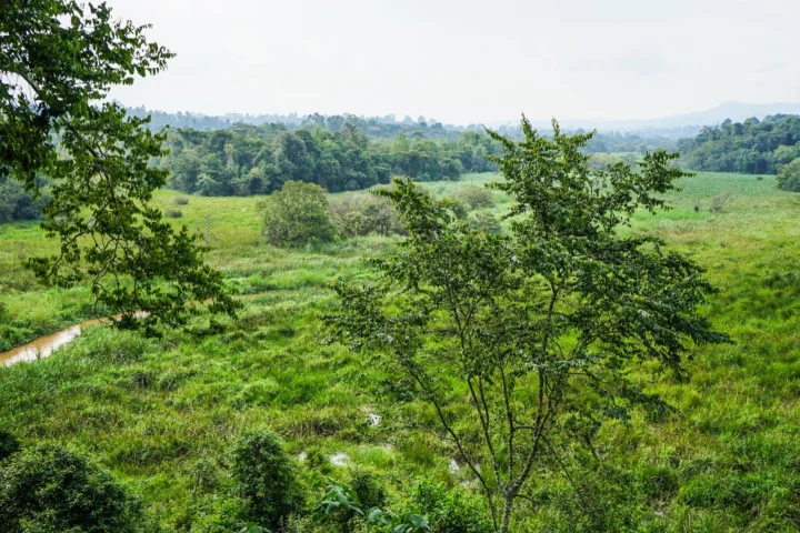 Saiwa Swamp & Kitale Nature Escape