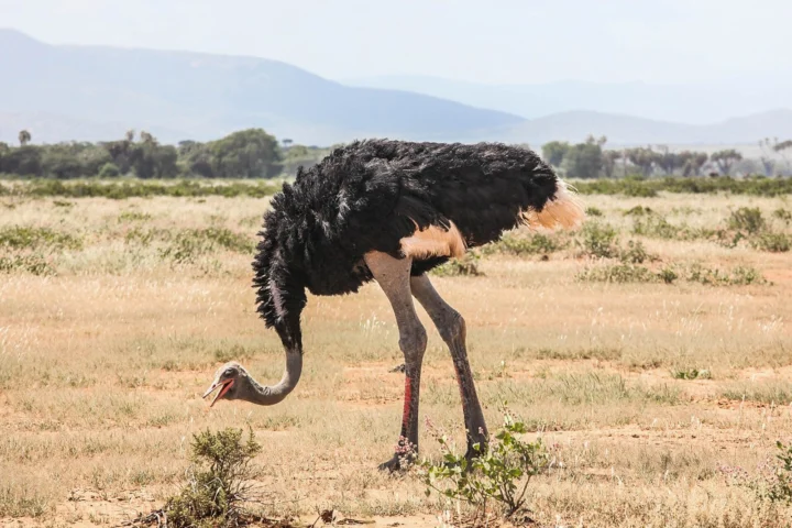 Samburu Wildlife Escape