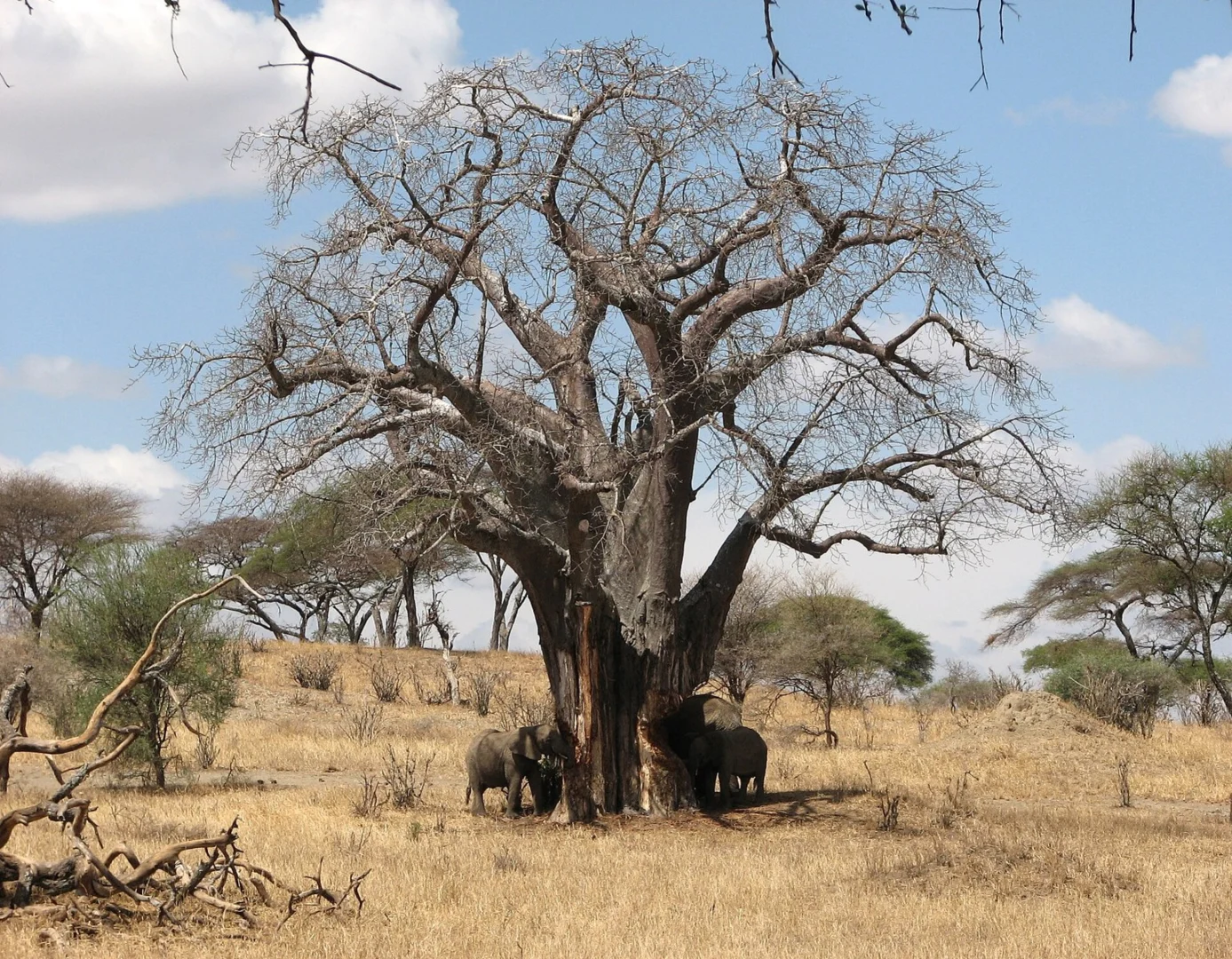 Tarangire & Lake Manyara Safari