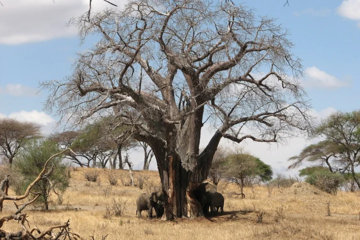 Tarangire & Lake Manyara Safari