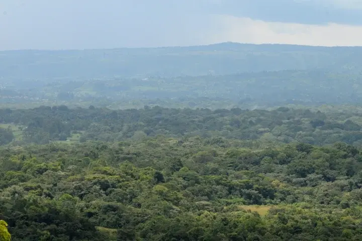Forest landscape in Kakamega Forest.