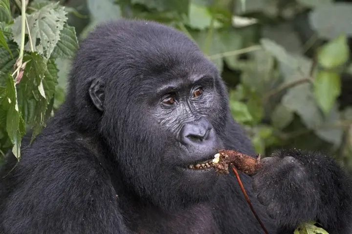 Mountain gorilla in the Buhoma sector of Bwindi.