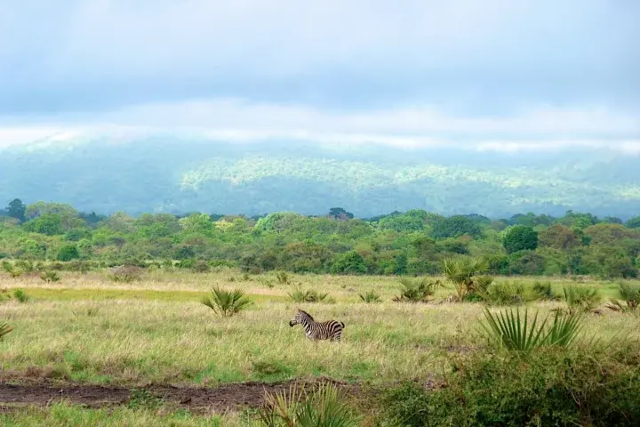 Zebras in the Meru landscape.